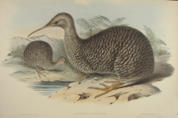 John Gould Birds of Australia